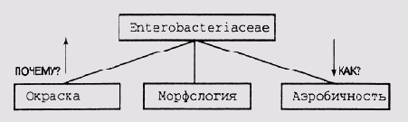 Подсистемформирования пояснений в MYCIN